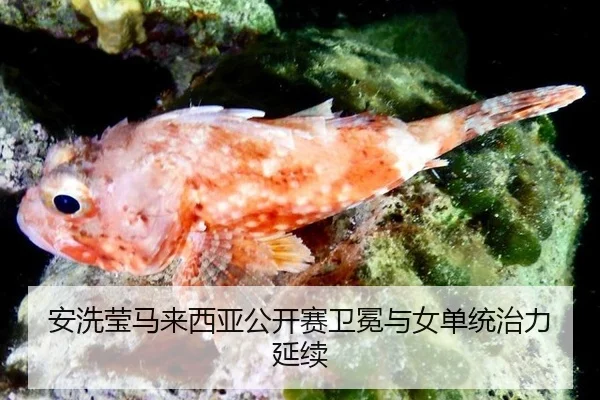 安洗莹马来西亚公开赛卫冕与女单统治力延续